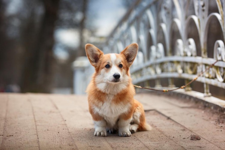 受欢迎的12种宠物犬寿命有多长你都知道吗