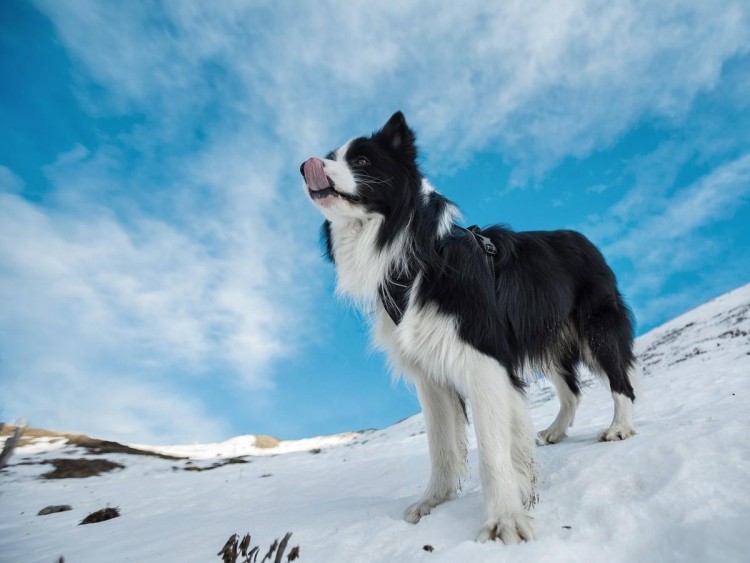 受欢迎的12种宠物犬寿命有多长你都知道吗