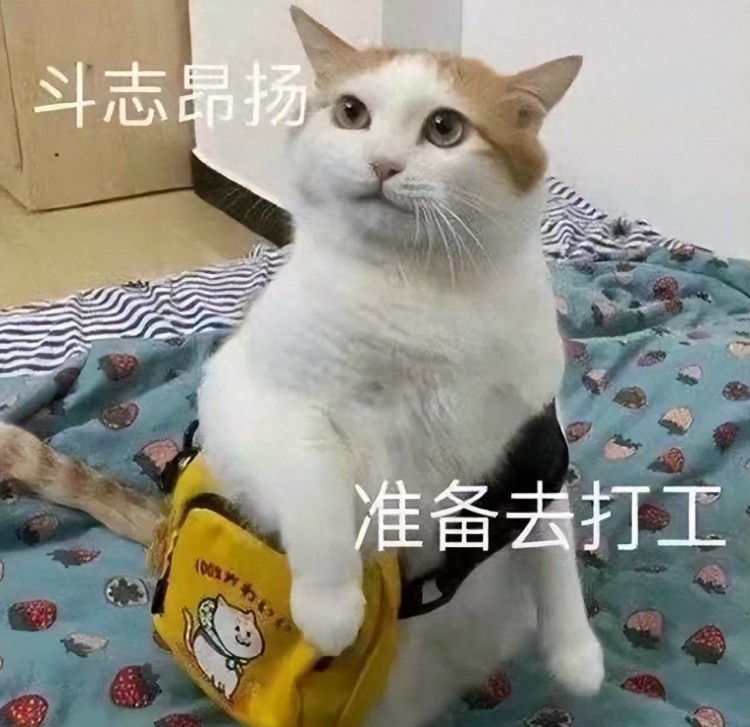 猫咪怎么理解你出门上班的在猫眼里你是这样的