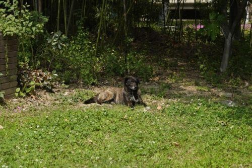 西安版忠犬八公宠物狗遭遗弃小区内苦等主人三年