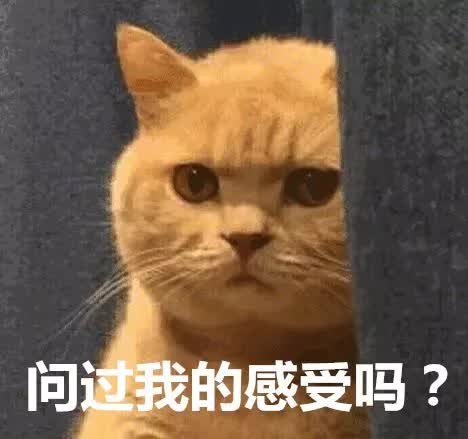 花一万块给猫割双眼皮只为好看这真是病得治！