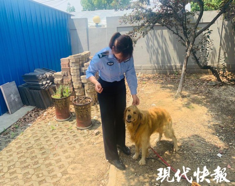 民警捡到金毛5天后吃不消了：狗狗食量大主人快现身！