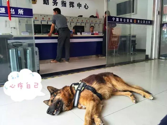 警犬德牧满脸委屈每月都有狗来分狗粮阿拉斯加都是老熟客了！