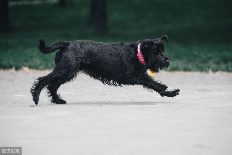 为什么雪纳瑞犬逐渐退出宠物圈网友：毛病太多了