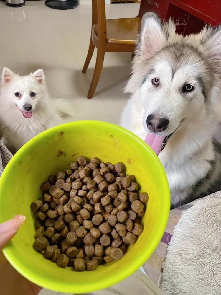 别再狗粮焦虑了！不同预算有不同选择，赶紧来看！