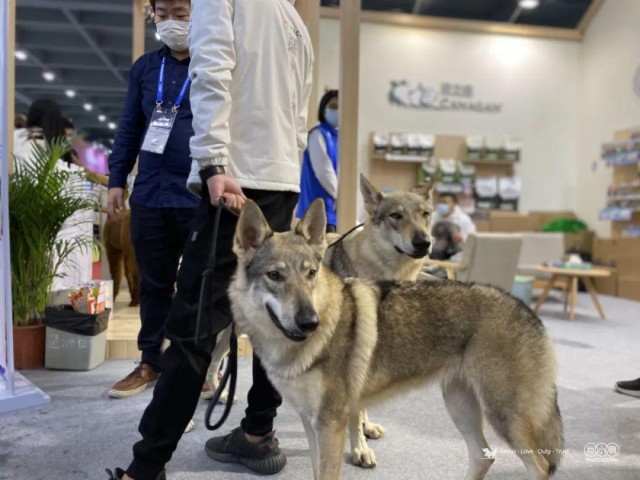 激动！2020广州最后一个宠物展优惠福利人人有份