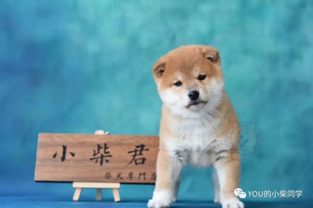 养柴犬大潮来袭！柴犬到底好饲养吗