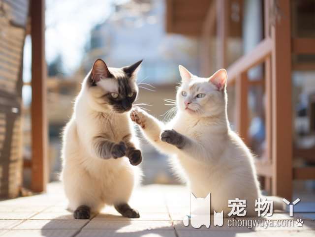 熊猫兔喂养的7个禁忌？